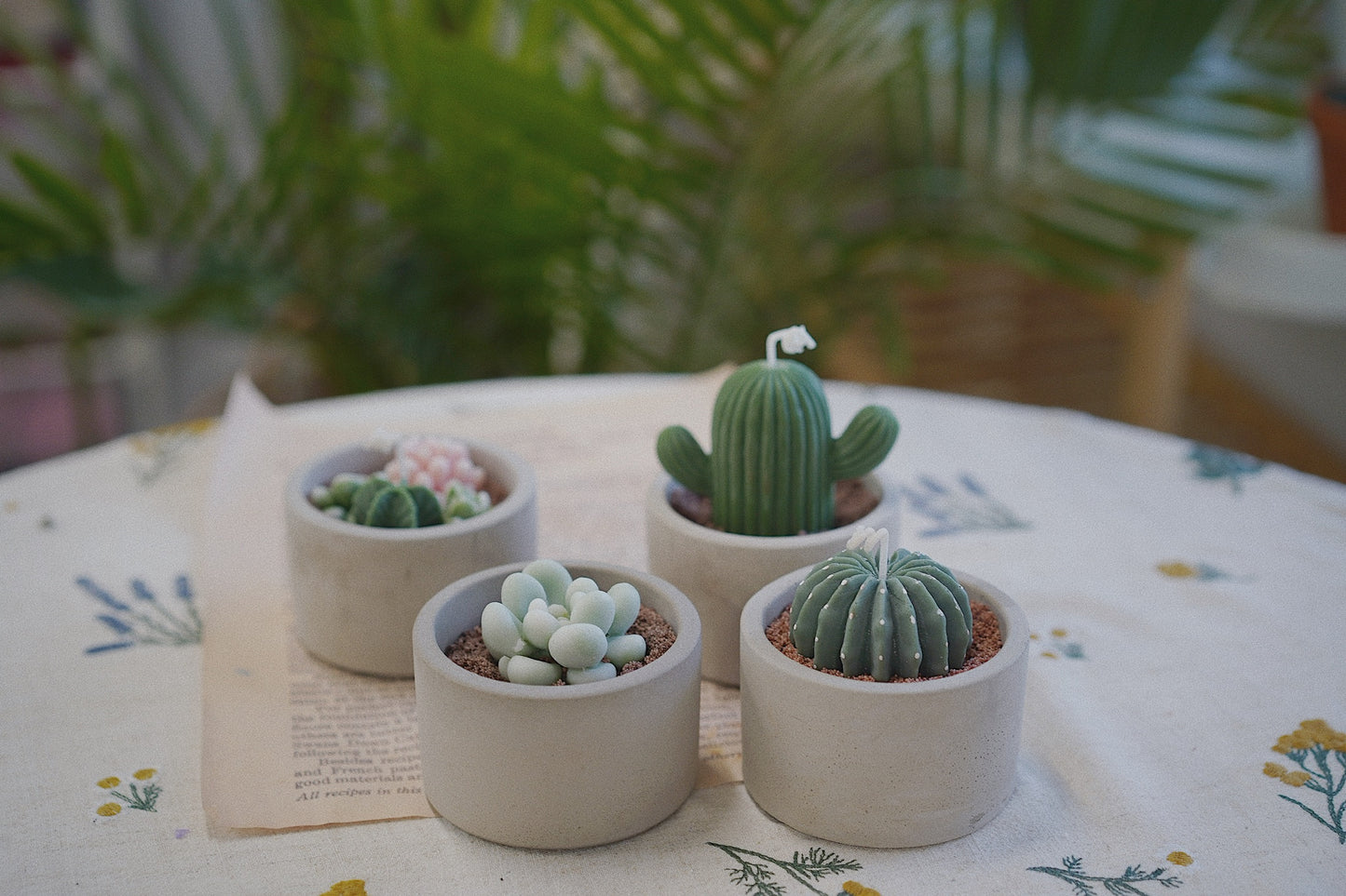 Cactus Candle ๐ต Scented Diffuser Candle