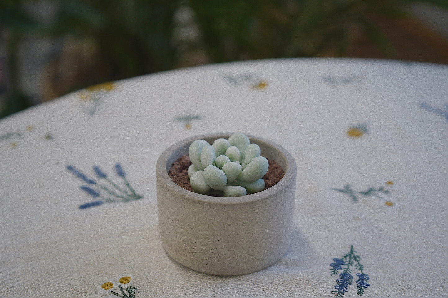 Cactus Candle ๐ต Scented Diffuser Candle