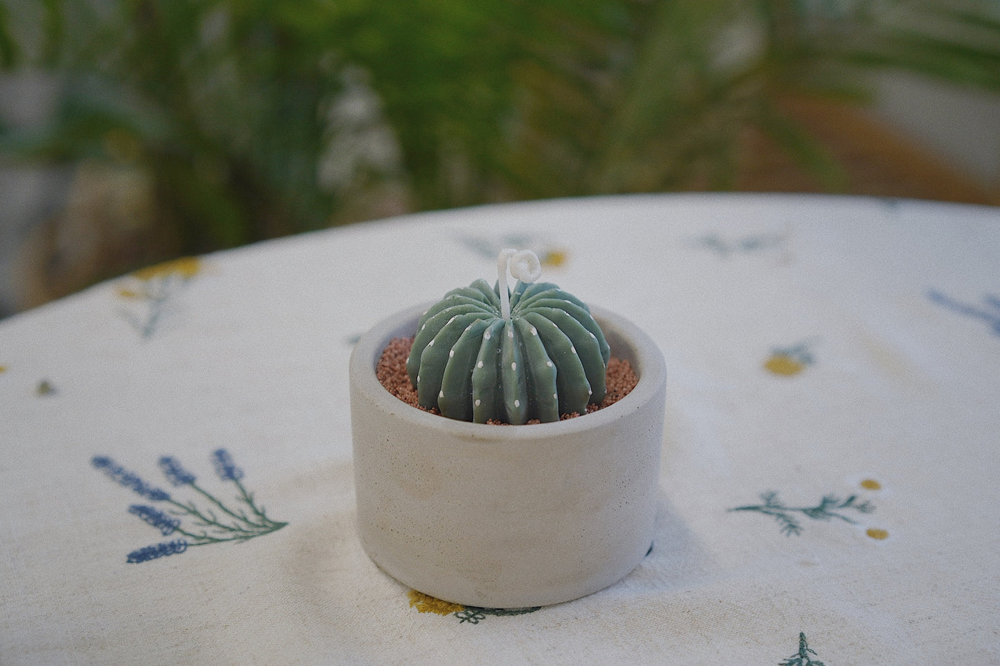 Cactus Candle ๐ต Scented Diffuser Candle