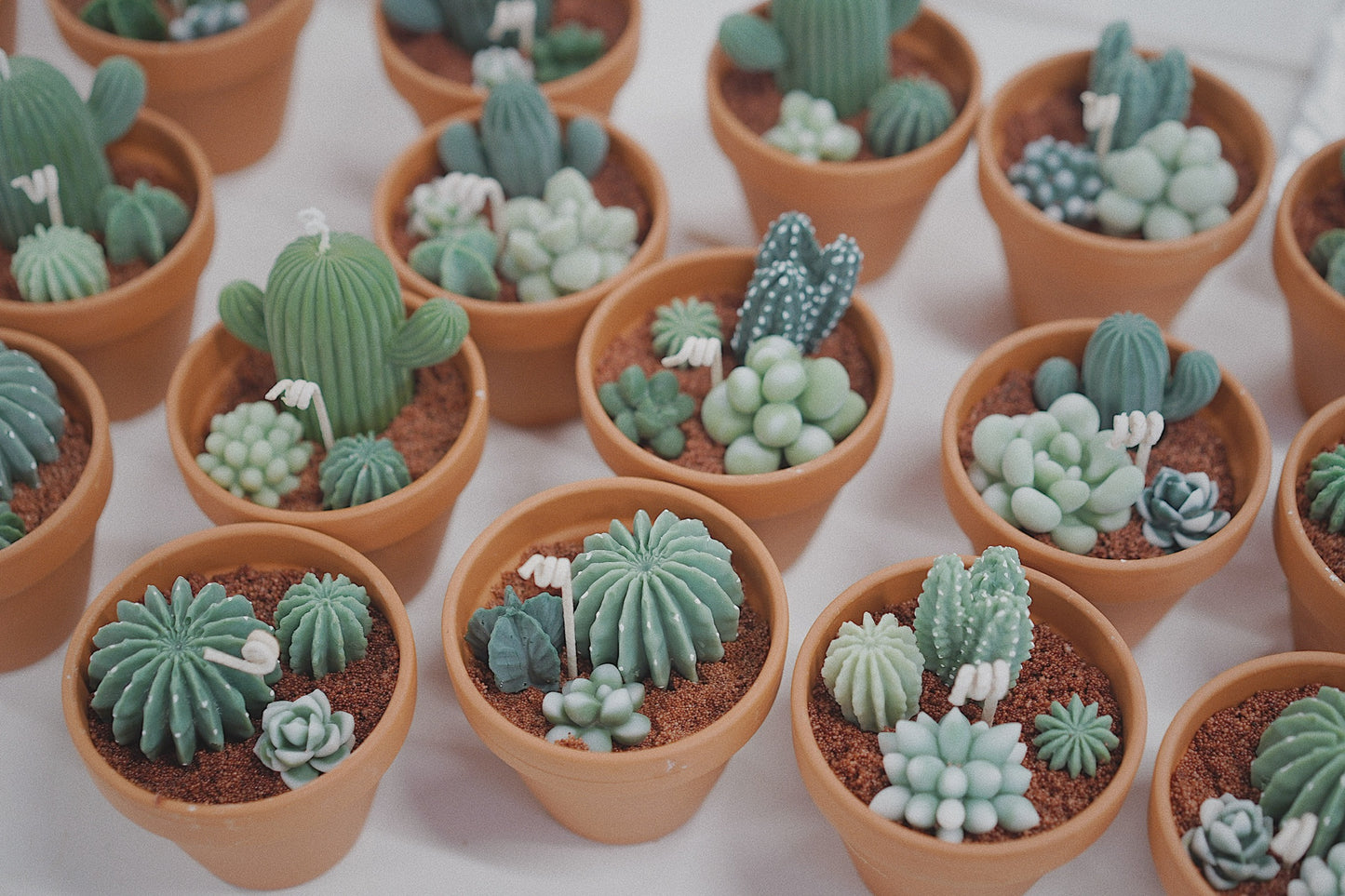 Cactus Candle ๐ต Scented Diffuser Candle