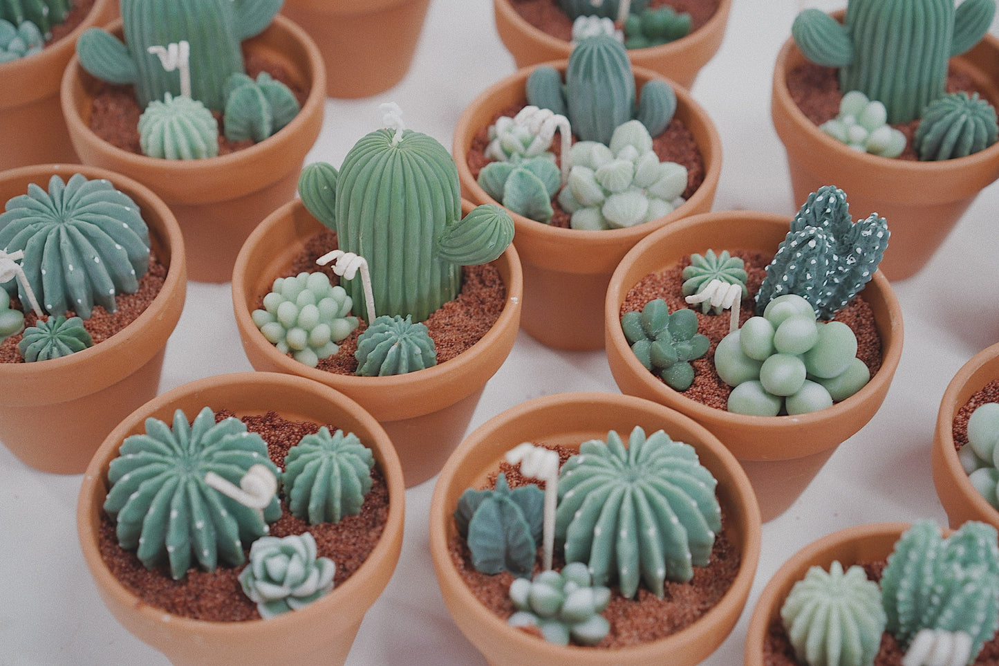 Cactus Candle ๐ต Scented Diffuser Candle
