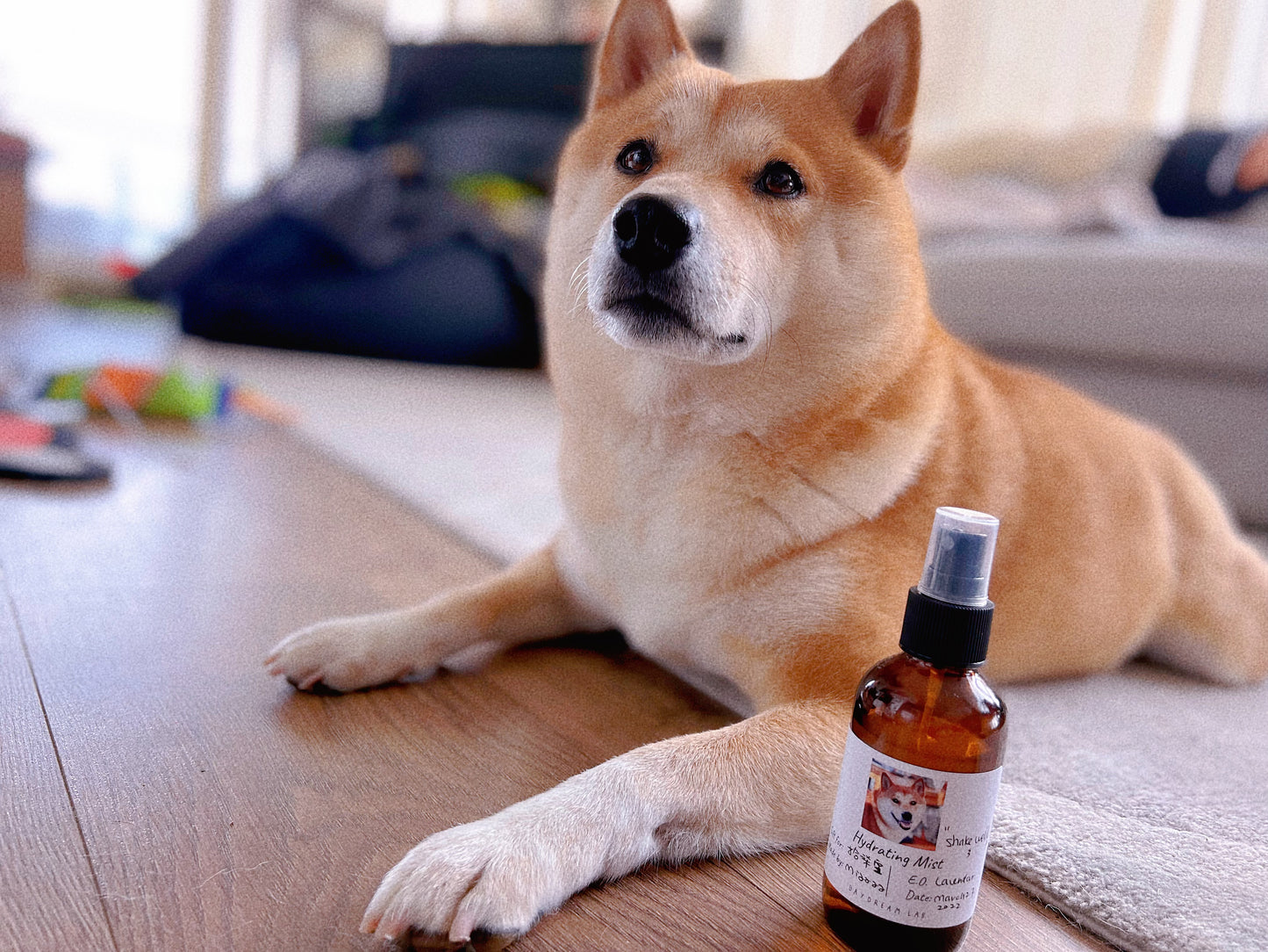 工作坊-宠物用品DIY天然护肤班宠物狗自然护理产品DIY课程(有线上视频课)